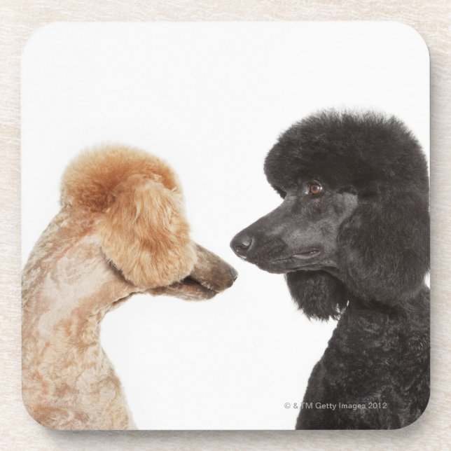 Poodles examining each other coaster (Front)
