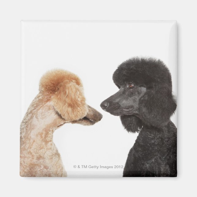 Poodles examining each other magnet (Front)