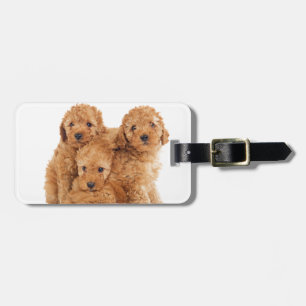 Poodles Luggage Tag