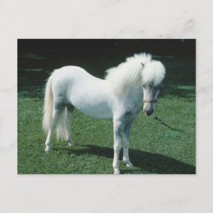Poofy White Pony Postcard