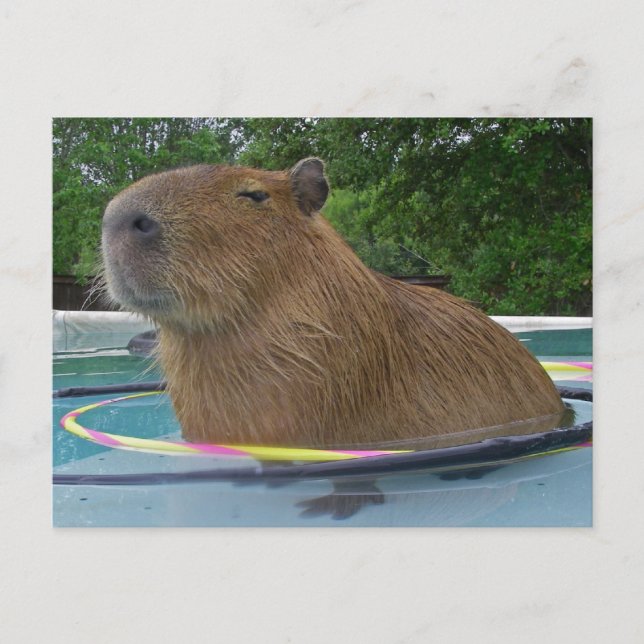 Pool Capybara Postcard (Front)
