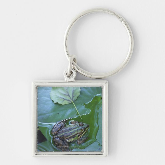 Pool Frog, Amperauen, Germany Key Ring (Front)