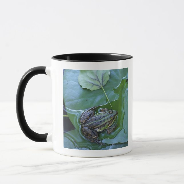 Pool Frog, Amperauen, Germany Mug (Left)