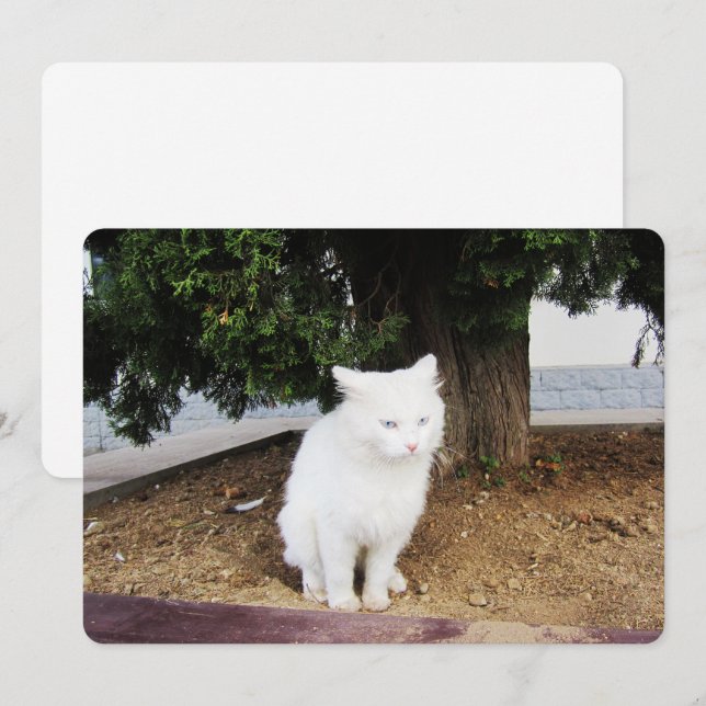 Pooping Cat Flat Holiday Card (Front/Back)