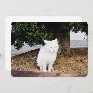 Pooping Cat Flat Holiday Card