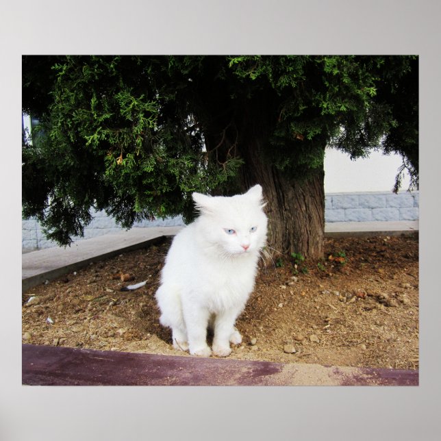 Pooping Cat Poster (Front)