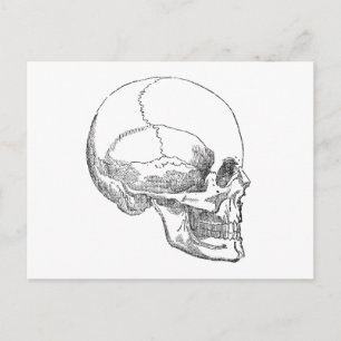 Poor Yorick Skull Postcard