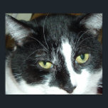 Pop Art Cat Poster<br><div class="desc">Beautiful black and white tuxedo cat close-up</div>