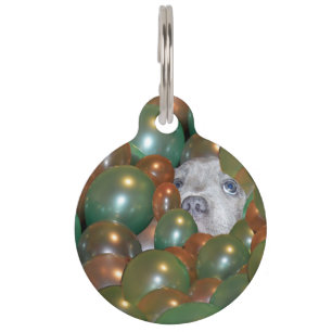 Pop Fest: Funny Staffy Puppy In The Balloons, Pet Tag