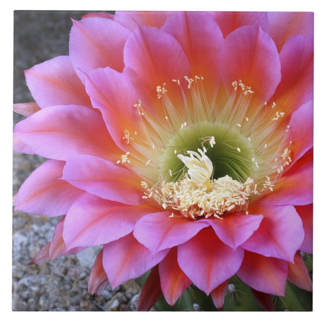 Pop of pink cactus ceramic tile (Front)