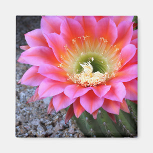 Pop of pink cactus magnet