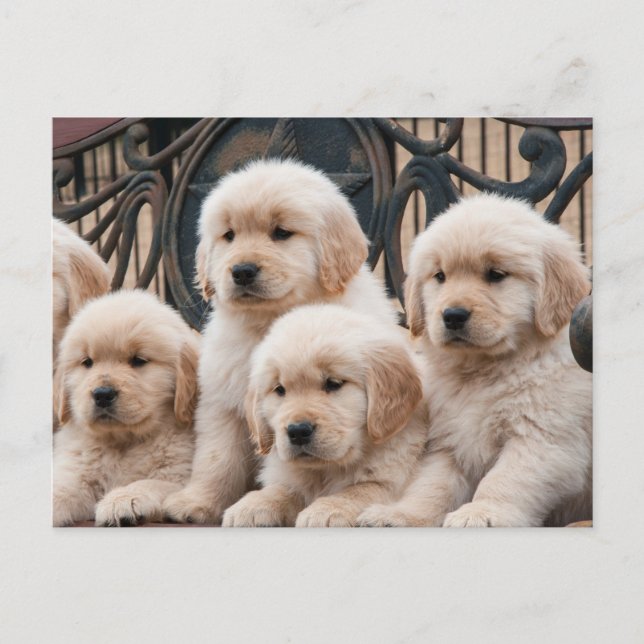 Pop Up! Puppies Postcard (Front)