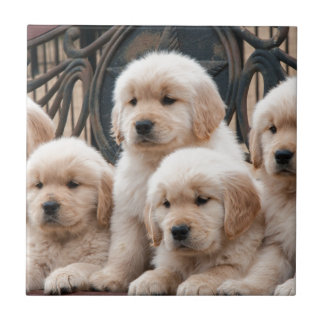 Pop Up! Puppies Tile