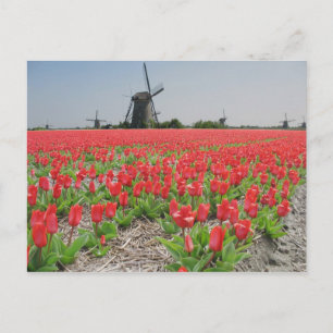 Popart Windmills Red Tulips Postcard