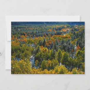 Poplar and Spruce Trees