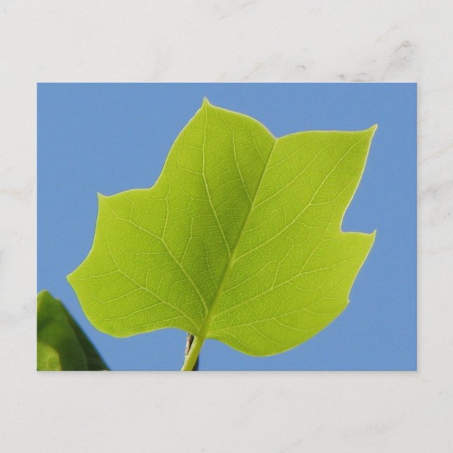Poplar Tree Leaf Postcard (Front)
