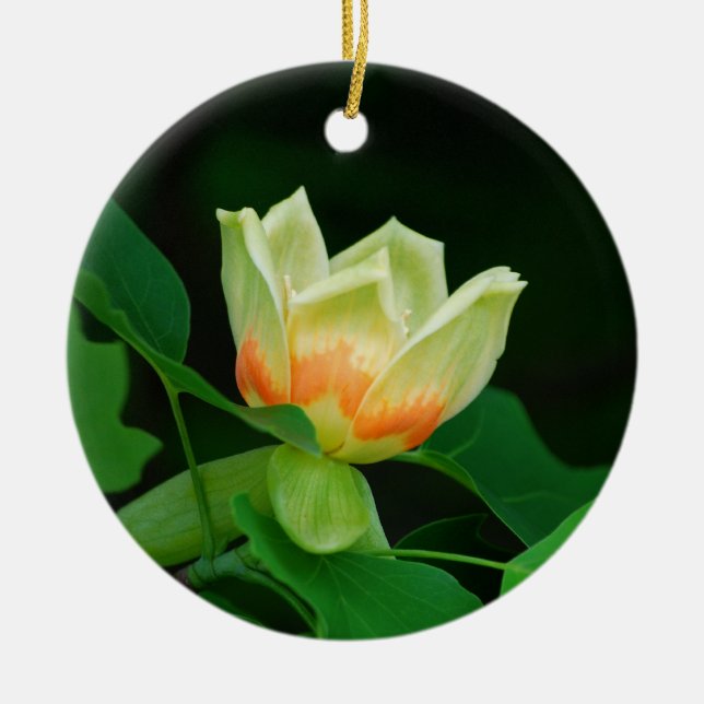 Poplar Tree Tulip ornament (Front)
