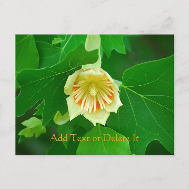 Poplar Tree Tulip Postcard (Front)