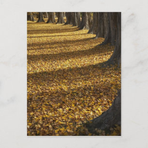 Poplar Trees in Autumn, Lake Wanaka, Otago, Postcard