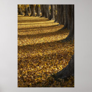 Poplar Trees in Autumn, Lake Wanaka, Otago, Poster