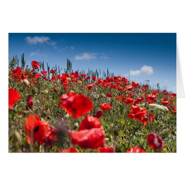 Poppies (Front Horizontal)