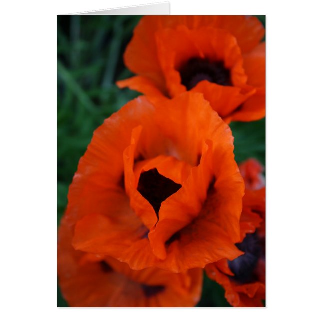 Poppies (Front)