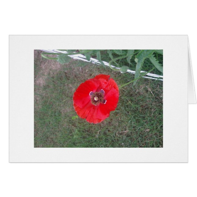 Poppies! 007 (Front Horizontal)