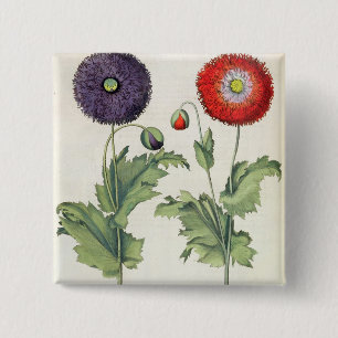 Poppies: 1.Papaver flore multiplici incarnato; 2.P 15 Cm Square Badge
