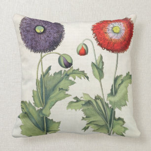 Poppies: 1.Papaver flore multiplici incarnato; 2.P Cushion