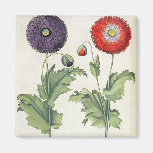 Poppies: 1.Papaver flore multiplici incarnato; 2.P Magnet