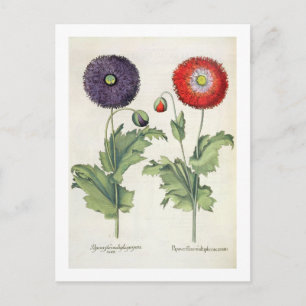 Poppies: 1.Papaver flore multiplici incarnato; 2.P Postcard