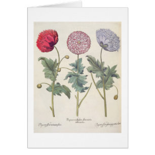 Poppies: 1.Papaver multiplex albumoris rubicundis;