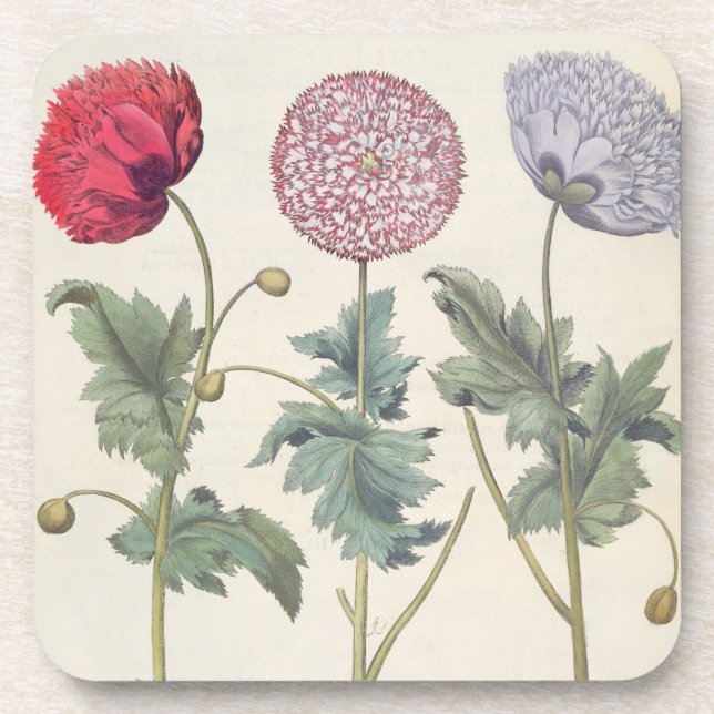 Poppies: 1.Papaver multiplex albumoris rubicundis; Coaster (Front)