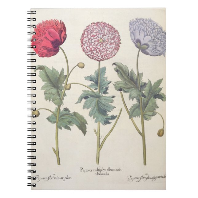 Poppies: 1.Papaver multiplex albumoris rubicundis; Notebook (Front)