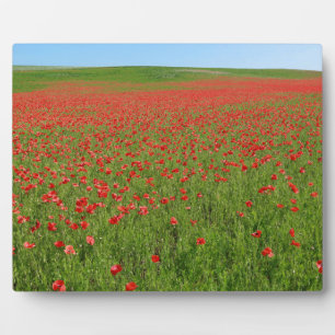 Poppies alive! plaque