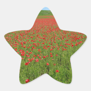Poppies alive! star sticker