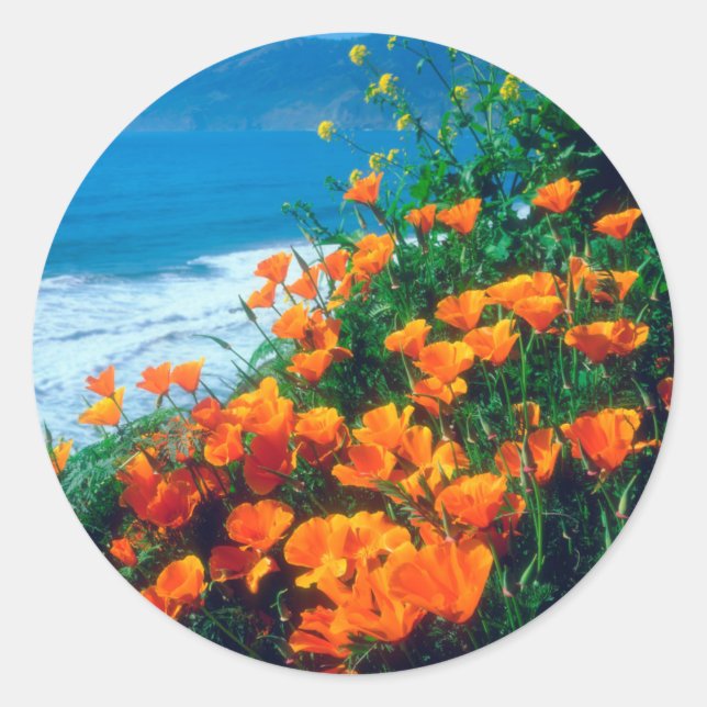Poppies along the Pacific Coast near Big Sur Classic Round Sticker (Front)