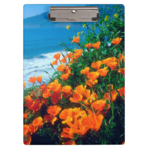 Poppies along the Pacific Coast near Big Sur Clipboard
