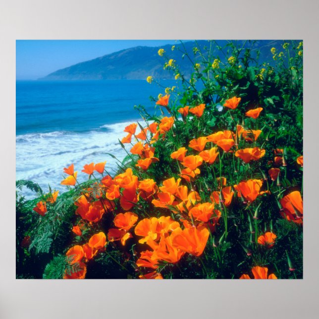 Poppies along the Pacific Coast near Big Sur Poster (Front)