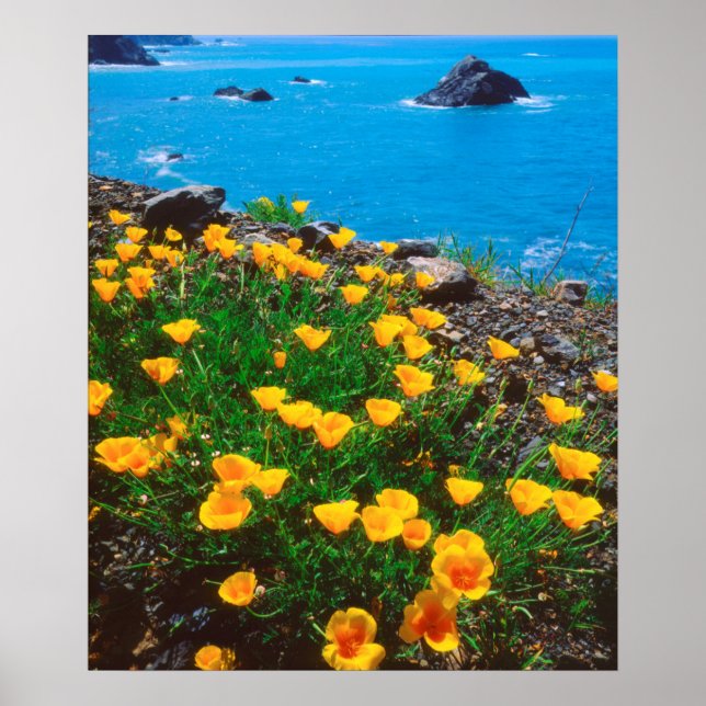 Poppies along the Pacific Coast Poster (Front)