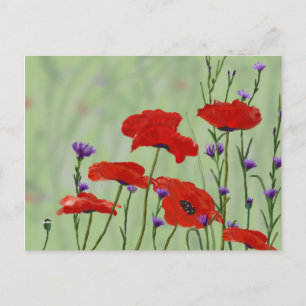 Poppies and Bachelor Buttons Postcard