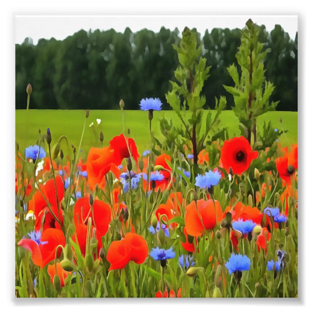 Poppies And Cornflowers Realistic Landscape Art Photo Print (Front)