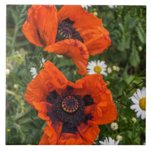 Poppies and daisies ceramic tile