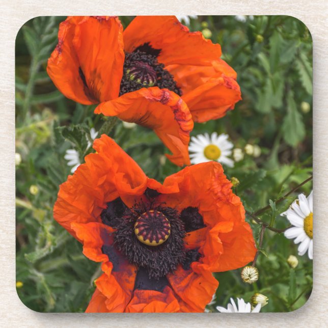 Poppies and daisies hard plastic coasters (Front)