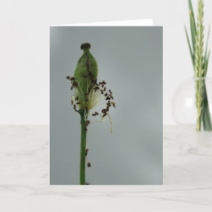 Poppies and shade 12 Floral Photography Greeting C Card