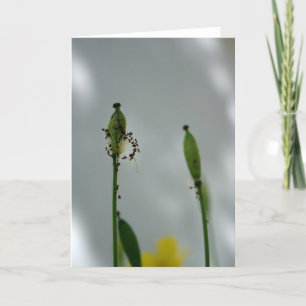 Poppies and shade 5 End of life for new generation Card