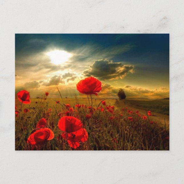 Poppies beautiful day postcard (Front)