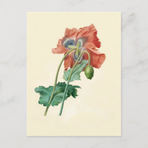 Poppies by Pierre-Joseph Redouté Postcard