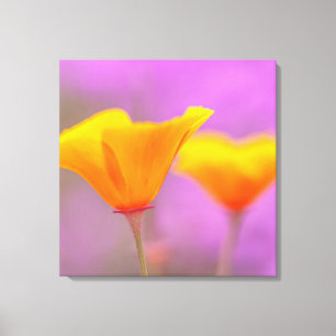 Poppies Canvas Print