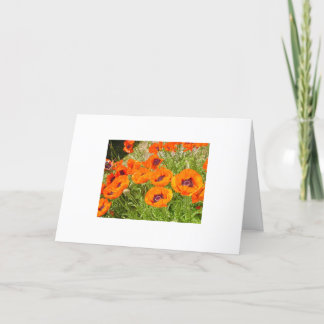 Poppies Card